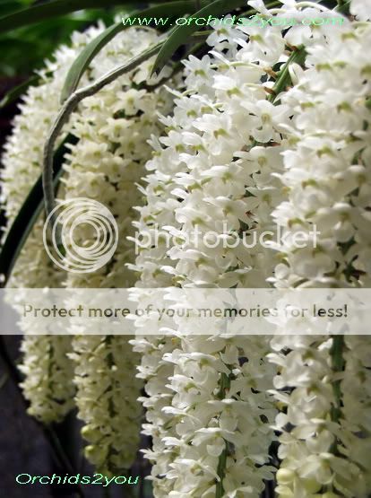 Cần bán hoa lan các loại giá rẻ - 15