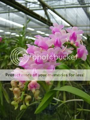 Cần bán hoa lan các loại giá rẻ - 9