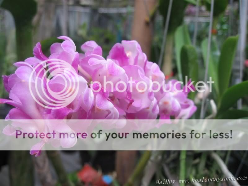 Cần bán hoa lan các loại giá rẻ - 8