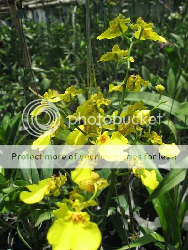 Cần bán hoa lan các loại giá rẻ - 5