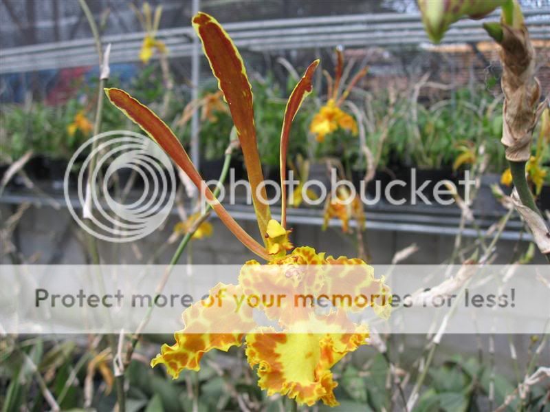 Cần bán hoa lan các loại giá rẻ - 9