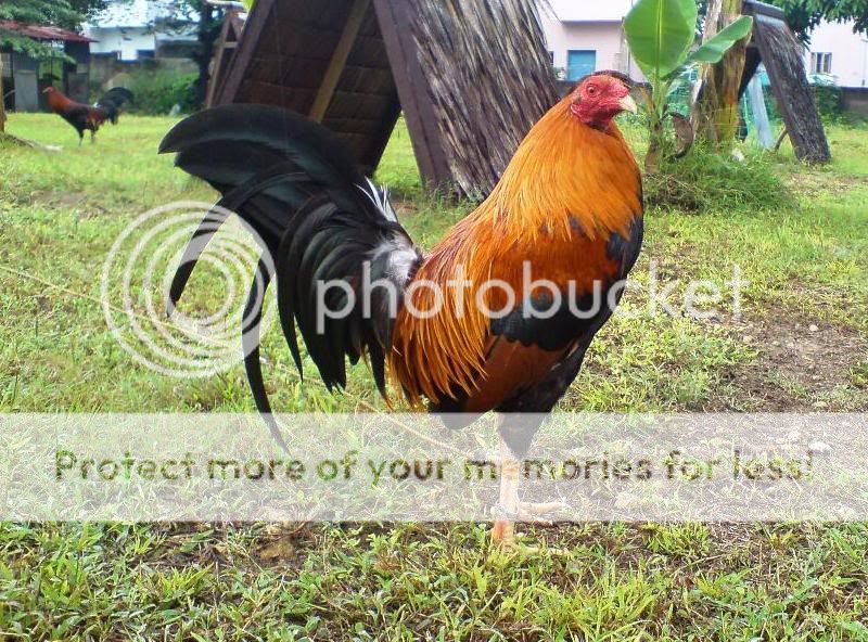 Imported Allen Roundhead BC Photo by rasuperfly Photobucket