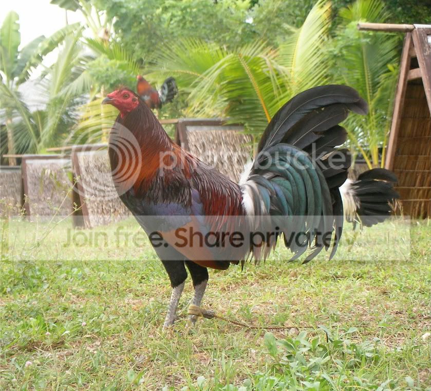 Bates hatch gamefowl farm