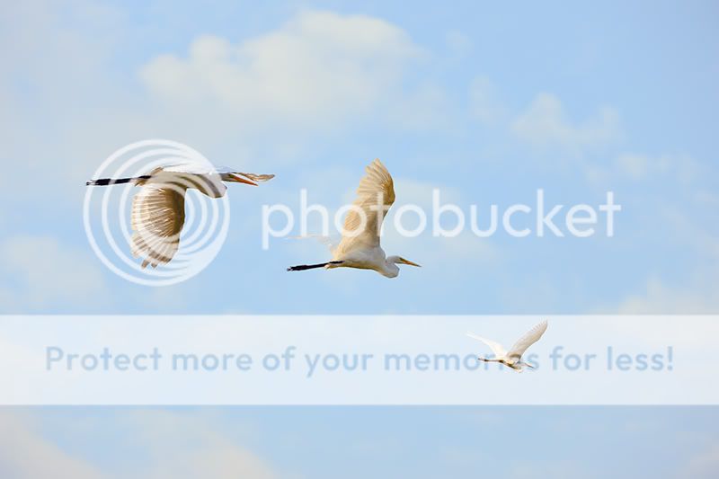 IMAGE: http://i329.photobucket.com/albums/l383/chauncey43/3-egrets-in-sky-copy.jpg