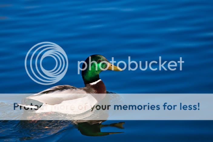 IMAGE: http://i329.photobucket.com/albums/l383/chauncey43/379U1012.jpg