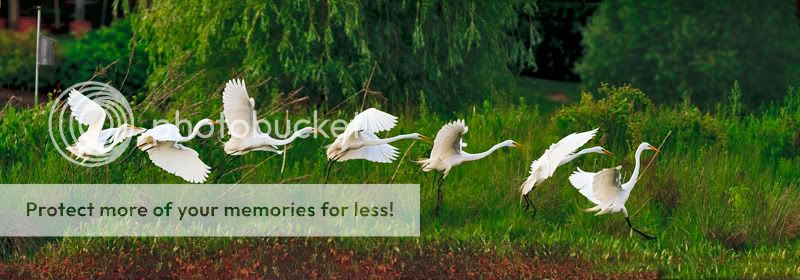IMAGE: http://i329.photobucket.com/albums/l383/chauncey43/7-egrets-flying.jpg