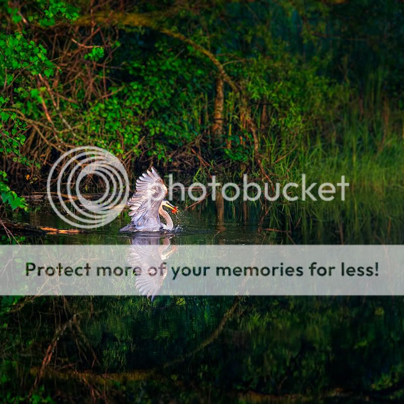 IMAGE: http://i329.photobucket.com/albums/l383/chauncey43/GBH-with-carp_zps74d3a470.jpg