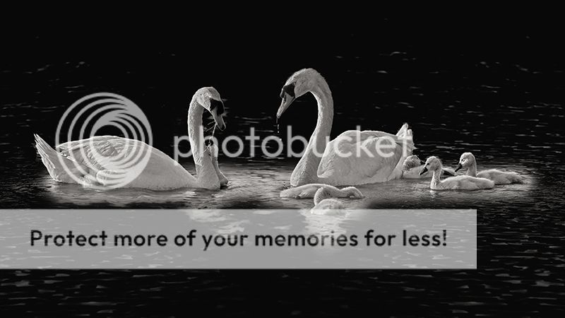 Swans--6-BampW--copy_zps2da06aa6.jpg