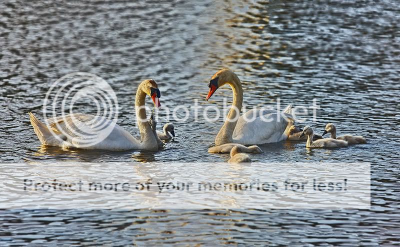 IMAGE: http://i329.photobucket.com/albums/l383/chauncey43/Swans-et-al-copy-2.jpg