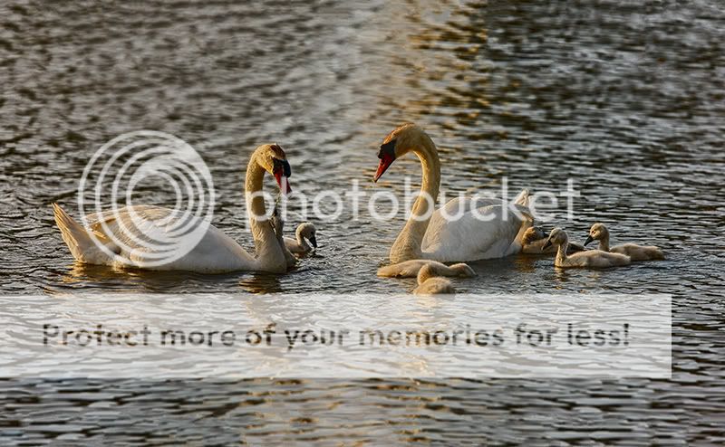 IMAGE: http://i329.photobucket.com/albums/l383/chauncey43/Swans-et-al-copy.jpg