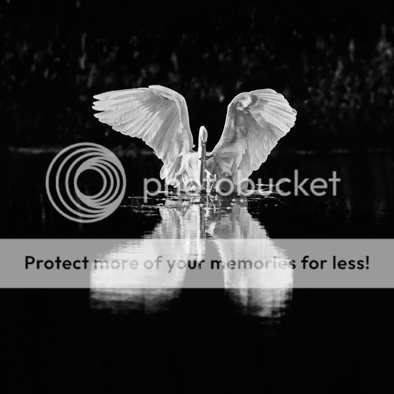 IMAGE: http://i329.photobucket.com/albums/l383/chauncey43/angel-egret--fish-copy.jpg