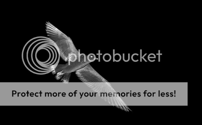 IMAGE: http://i329.photobucket.com/albums/l383/chauncey43/common-seagull.jpg