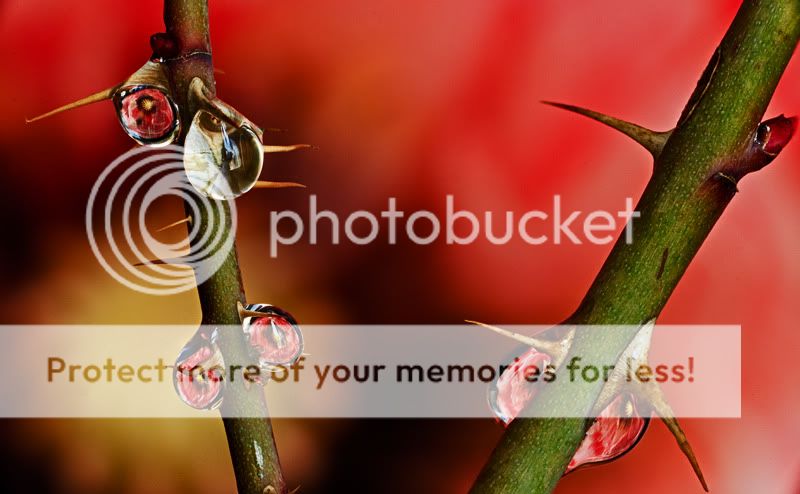 IMAGE: http://i329.photobucket.com/albums/l383/chauncey43/droplet-3.jpg