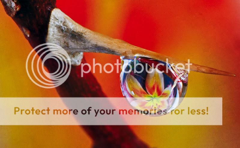 IMAGE: http://i329.photobucket.com/albums/l383/chauncey43/droplet-5.jpg