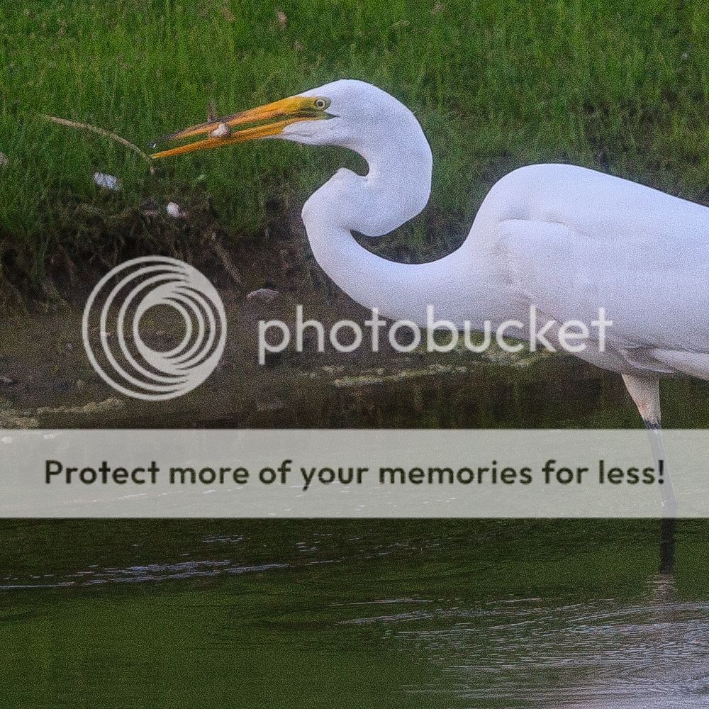 IMAGE: http://i329.photobucket.com/albums/l383/chauncey43/egret%20ISO%20800.jpg