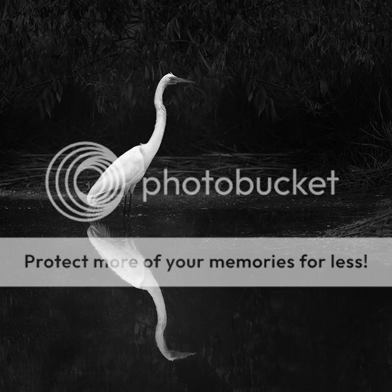 IMAGE: http://i329.photobucket.com/albums/l383/chauncey43/erect-standing-egret-copy.jpg