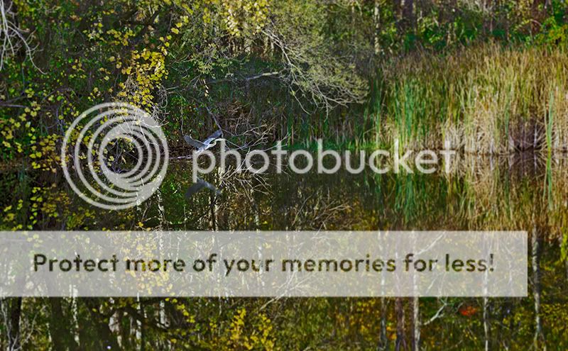 IMAGE: http://i329.photobucket.com/albums/l383/chauncey43/fall-colors-with-GB.jpg