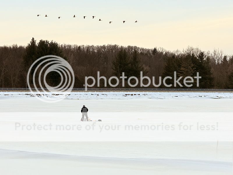 IMAGE: http://i329.photobucket.com/albums/l383/chauncey43/fishing-geese.jpg