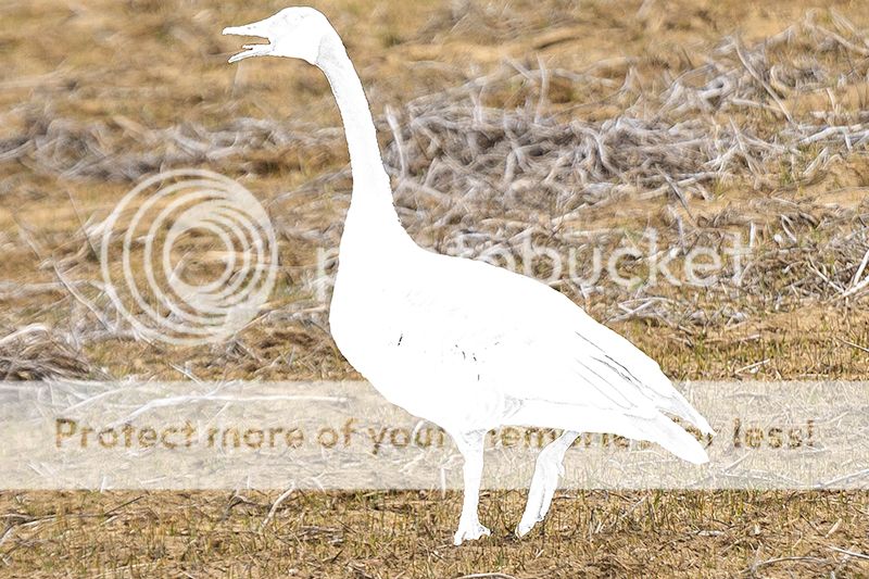 IMAGE: http://i329.photobucket.com/albums/l383/chauncey43/goose-selection.jpg