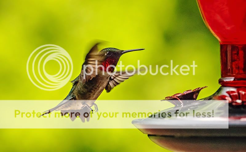 IMAGE: http://i329.photobucket.com/albums/l383/chauncey43/hummer.jpg