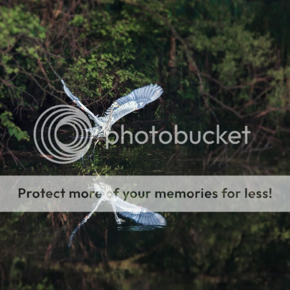 IMAGE: http://i329.photobucket.com/albums/l383/chauncey43/liftoff.jpg