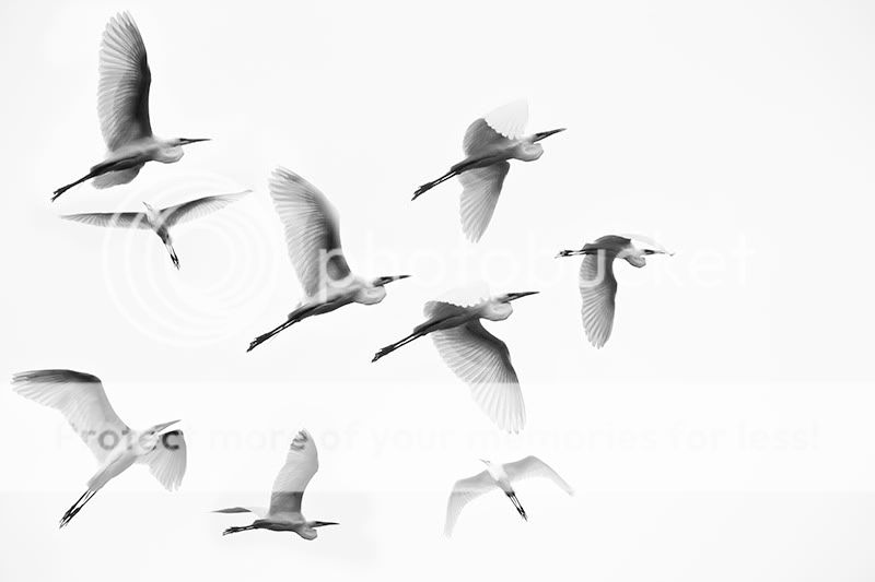 IMAGE: http://i329.photobucket.com/albums/l383/chauncey43/many-egrets.jpg