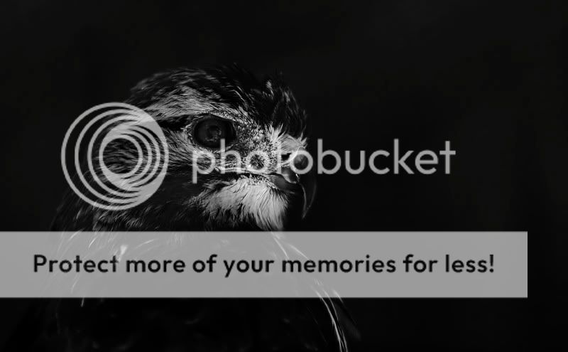 IMAGE: http://i329.photobucket.com/albums/l383/chauncey43/red-tail-hawk1.jpg