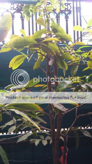 HELP - Cả cây mai bị sâu đen đen dưới lá trị làm sao đây?