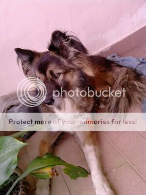 Auwlithe Auwlithe, my dog