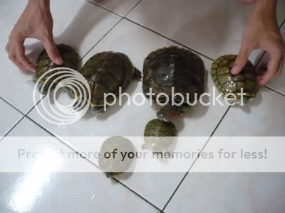 Kura family 6 of my brothers tortoise, which now falls under my responsiblity too
