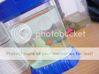 Sea Monkeys~!
