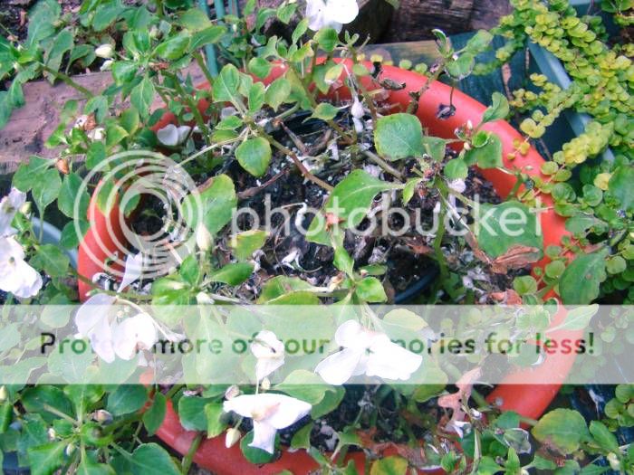 Downy Mildew Impatiens