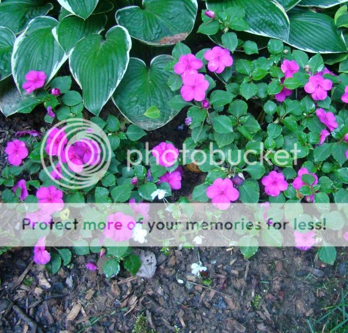 Downy Mildew On Impatiens Spread